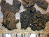  ( - O-L-198940)  @11 [ ] CreativeCommons - Attribution Non-Commercial (2016) Einar Timdal University of Oslo, Natural History Museum
