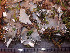  ( - O-L-198944)  @11 [ ] CreativeCommons - Attribution Non-Commercial (2016) Einar Timdal University of Oslo, Natural History Museum
