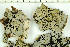  ( - O-L-199464)  @11 [ ] CreativeCommons - Attribution Non-Commercial (2016) Kristine Dobbe University of Oslo, Natural History Museum