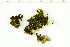  ( - O-L-199485)  @11 [ ] CreativeCommons - Attribution Non-Commercial (2016) Kristine Dobbe University of Oslo, Natural History Museum