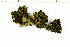  ( - O-L-199528)  @11 [ ] CreativeCommons - Attribution Non-Commercial (2016) Kristine Dobbe University of Oslo, Natural History Museum