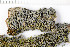  ( - O-L-199530)  @11 [ ] CreativeCommons - Attribution Non-Commercial (2016) Kristine Dobbe University of Oslo, Natural History Museum