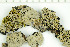  ( - O-L-199549)  @11 [ ] CreativeCommons - Attribution Non-Commercial (2016) Kristine Dobbe University of Oslo, Natural History Museum