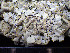  ( - O-L-199984)  @11 [ ] CreativeCommons - Attribution Non-Commercial (2015) Einar Timdal Natural History Museum, University of Oslo, Norway