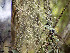  ( - O-L-199996)  @11 [ ] CreativeCommons - Attribution Non-Commercial (2015) Einar Timdal Natural History Museum, University of Oslo, Norway