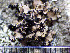  ( - O-L-199999)  @11 [ ] CreativeCommons - Attribution Non-Commercial (2015) Einar Timdal Natural History Museum, University of Oslo, Norway