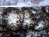  ( - O-L-200010)  @11 [ ] CreativeCommons - Attribution Non-Commercial (2015) Siri Rui Natural History Museum, University of Oslo, Norway