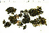  ( - O-L-200306)  @11 [ ] CreativeCommons - Attribution Non-Commercial (2016) Kristine Dobbe University of Oslo, Natural History Museum