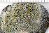  (Aspicilia aquatica - O-L-200367)  @11 [ ] CreativeCommons - Attribution Non-Commercial (2016) Kristine Dobbe University of Oslo, Natural History Museum