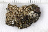  (Gyalecta geoica - O-L-200544)  @11 [ ] CreativeCommons - Attribution Non-Commercial (2016) Kristine Dobbe University of Oslo, Natural History Museum