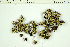  (Squamarina cartilaginea - O-L-200595)  @11 [ ] CreativeCommons - Attribution Non-Commercial (2016) Kristine Dobbe University of Oslo, Natural History Museum