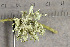  ( - O-L-200797)  @11 [ ] CreativeCommons - Attribution Non-Commercial (2016) Einar Timdal University of Oslo, Natural History Museum