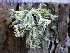  ( - O-L-200820)  @11 [ ] CreativeCommons - Attribution Non-Commercial (2016) Einar Timdal University of Oslo, Natural History Museum