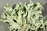 ( - O-L-200829)  @11 [ ] CreativeCommons - Attribution Non-Commercial (2016) Einar Timdal University of Oslo, Natural History Museum