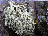 ( - O-L-200858)  @11 [ ] CreativeCommons - Attribution Non-Commercial (2016) Einar Timdal University of Oslo, Natural History Museum