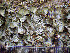  ( - O-L-200869)  @11 [ ] CreativeCommons - Attribution Non-Commercial (2016) Einar Timdal University of Oslo, Natural History Museum