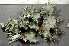  ( - O-L-200882)  @11 [ ] CreativeCommons - Attribution Non-Commercial (2016) Einar Timdal University of Oslo, Natural History Museum