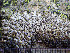  ( - O-L-200891)  @11 [ ] CreativeCommons - Attribution Non-Commercial (2016) Einar Timdal University of Oslo, Natural History Museum