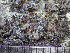  ( - O-L-200900)  @11 [ ] CreativeCommons - Attribution Non-Commercial (2016) Einar Timdal University of Oslo, Natural History Museum