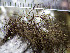  ( - O-L-200936)  @11 [ ] CreativeCommons - Attribution Non-Commercial (2016) Einar Timdal University of Oslo, Natural History Museum