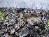  (Umbilicaria crustulosa - O-L-200941)  @11 [ ] CreativeCommons - Attribution Non-Commercial (2016) Einar Timdal University of Oslo, Natural History Museum