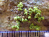  (Pleopsidium chlorophanum - O-L-201252)  @11 [ ] CreativeCommons - Attribution Non-Commercial (2016) Mika Bendiksby University of Oslo, Natural History Museum
