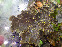  ( - O-L-201266)  @11 [ ] CreativeCommons - Attribution Non-Commercial (2016) Mika Bendiksby University of Oslo, Natural History Museum
