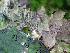  ( - O-L-201267)  @11 [ ] CreativeCommons - Attribution Non-Commercial (2016) Mika Bendiksby University of Oslo, Natural History Museum