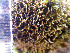  ( - O-L-201283)  @11 [ ] CreativeCommons - Attribution Non-Commercial (2016) Mika Bendiksby University of Oslo, Natural History Museum