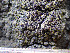  (Fuscopannaria ignobilis - O-L-201286)  @11 [ ] CreativeCommons - Attribution Non-Commercial (2016) Einar Timdal University of Oslo, Natural History Museum