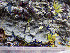  ( - O-L-201289)  @11 [ ] CreativeCommons - Attribution Non-Commercial (2016) Einar Timdal University of Oslo, Natural History Museum