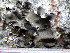  ( - O-L-201304)  @11 [ ] CreativeCommons - Attribution Non-Commercial (2016) Einar Timdal University of Oslo, Natural History Museum