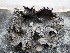 (Umbilicaria nylanderiana - O-L-201305)  @11 [ ] CreativeCommons - Attribution Non-Commercial (2016) Einar Timdal University of Oslo, Natural History Museum