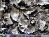  ( - O-L-201349)  @11 [ ] CreativeCommons - Attribution Non-Commercial (2016) Einar Timdal University of Oslo, Natural History Museum