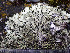  ( - O-L-201352)  @11 [ ] CreativeCommons - Attribution Non-Commercial (2016) Einar Timdal University of Oslo, Natural History Museum