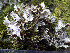  ( - O-L-201356)  @11 [ ] CreativeCommons - Attribution Non-Commercial (2016) Einar Timdal University of Oslo, Natural History Museum