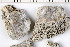  (Pertusaria sp. ET01 - O-L-201358)  @11 [ ] CreativeCommons - Attribution Non-Commercial (2016) Kristine Dobbe University of Oslo, Natural History Museum