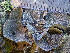 (Umbilicaria leiocarpa - O-L-201369)  @11 [ ] CreativeCommons - Attribution Non-Commercial (2016) Einar Timdal University of Oslo, Natural History Museum