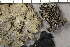  ( - O-L-201508)  @11 [ ] CreativeCommons - Attribution Non-Commercial (2017) Einar Timdal Natural History Museum, University of Oslo, Norway