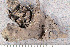  ( - O-L-201768)  @11 [ ] CreativeCommons - Attribution Non-Commercial (2016) Einar Timdal University of Oslo, Natural History Museum