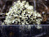  ( - O-L-203283)  @11 [ ] CreativeCommons - Attribution Non-Commercial (2016) Siri Rui University of Oslo, Natural History Museum