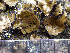  ( - O-L-203289)  @11 [ ] CreativeCommons - Attribution Non-Commercial (2016) Siri Rui University of Oslo, Natural History Museum