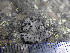  ( - O-L-203290)  @11 [ ] CreativeCommons - Attribution Non-Commercial (2016) Siri Rui University of Oslo, Natural History Museum