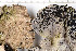  ( - O-L-203963)  @11 [ ] CreativeCommons - Attribution Non-Commercial (2016) Kristine Dobbe University of Oslo, Natural History Museum