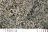  (Aspicilia sp. ET01 - O-L-204520)  @11 [ ] CreativeCommons - Attribution Non-Commercial (2017) Einar Timdal Natural History Museum, University of Oslo, Norway