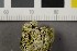  (Gyalecta truncigena - O-L-206468)  @11 [ ] CreativeCommons - Attribution Non-Commercial Share-Alike (2017) Unspecified Natural History Museum, University of Oslo, Norway