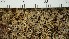  (Puttea margaritella - O-L-206770)  @11 [ ] CreativeCommons - Attribution Non-Commercial Share-Alike (2017) Unspecified Natural History Museum, University of Oslo, Norway