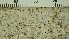  ( - O-L-206771)  @11 [ ] CreativeCommons - Attribution Non-Commercial Share-Alike (2017) Unspecified Natural History Museum, University of Oslo, Norway