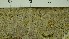  ( - O-L-206780)  @11 [ ] CreativeCommons - Attribution Non-Commercial Share-Alike (2017) Unspecified Natural History Museum, University of Oslo, Norway