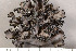  ( - O-L-208345)  @11 [ ] CreativeCommons - Attribution Non-Commercial (2017) Einar Timdal Natural History Museum, University of Oslo, Norway